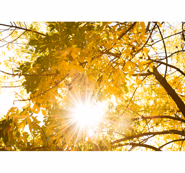 Tapisserie nature rayons de la canopée d'automne - TenStickers