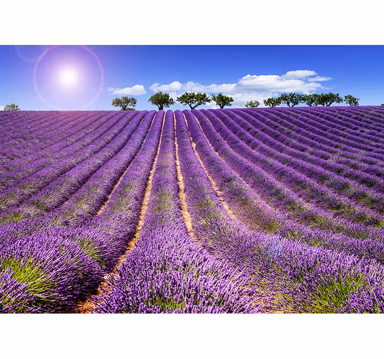 Tapisserie fleur vue sur un champ de lavande - TenStickers