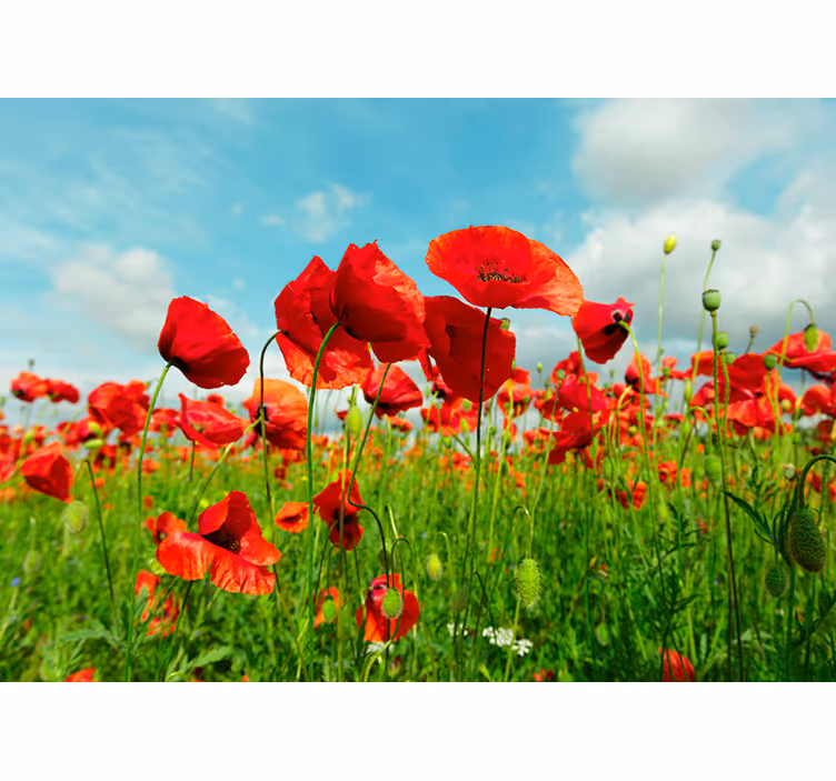 Tapisserie murale immense champ de coquelicot - TenStickers