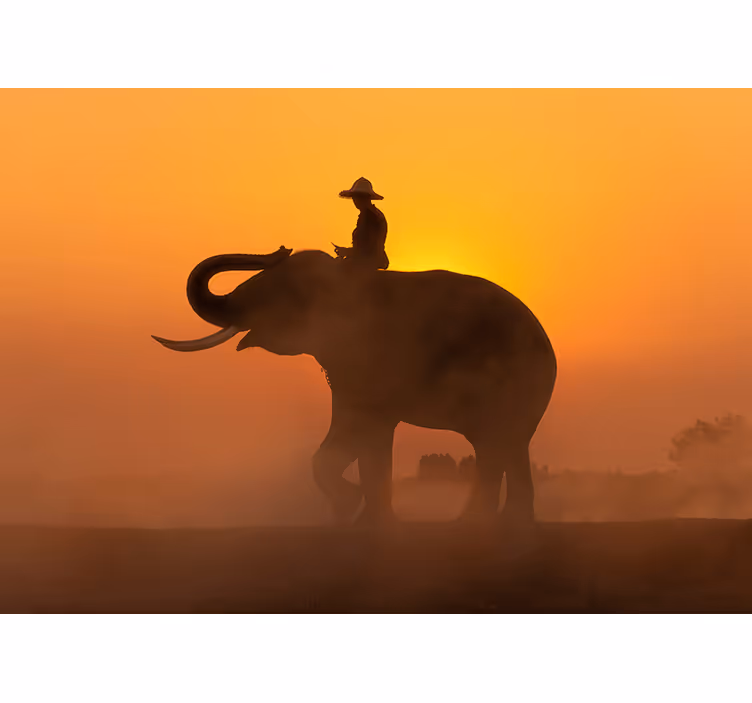 Papier peint éléphant d'asie au coucher du soleil - TenStickers