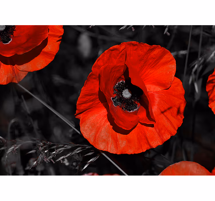 Photo murale Fleur rouge  - TenStickers