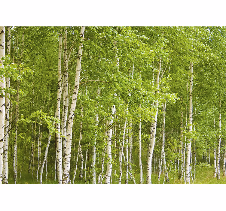 Tapisserie murale forêt de bouleaux - TenStickers