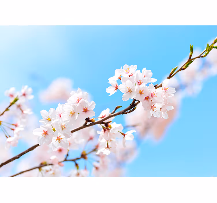 Tapisserie fleur branche de cerisier - TenStickers