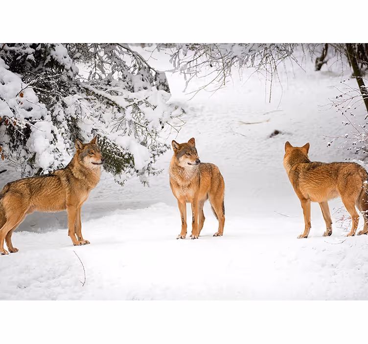 Photo murale loups dans les montagnes - TenStickers