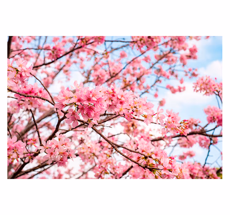 Tapisserie fleur plaisir de fleurs de cerisier - TenStickers