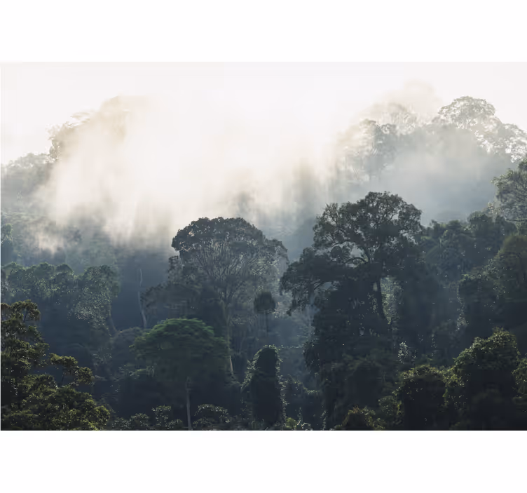 Tapisserie nature vue sur la forêt brumeuse - TenStickers