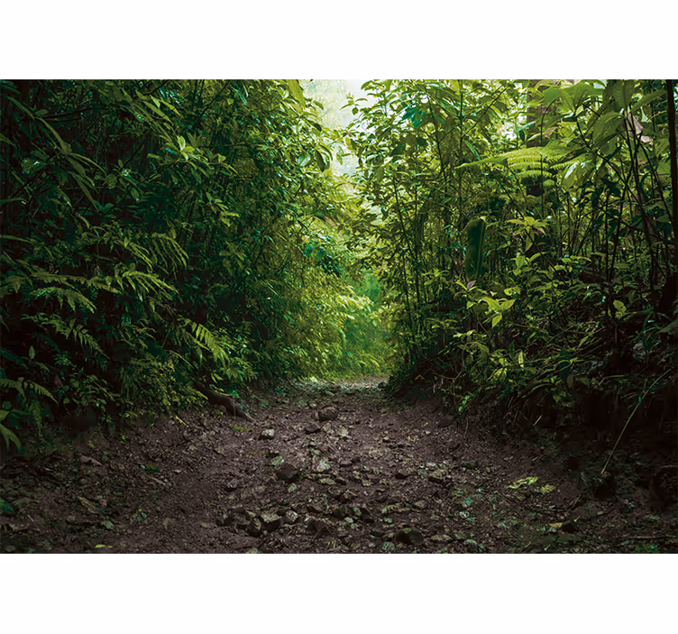 Tapisserie nature sentier vert vibrant - TenStickers