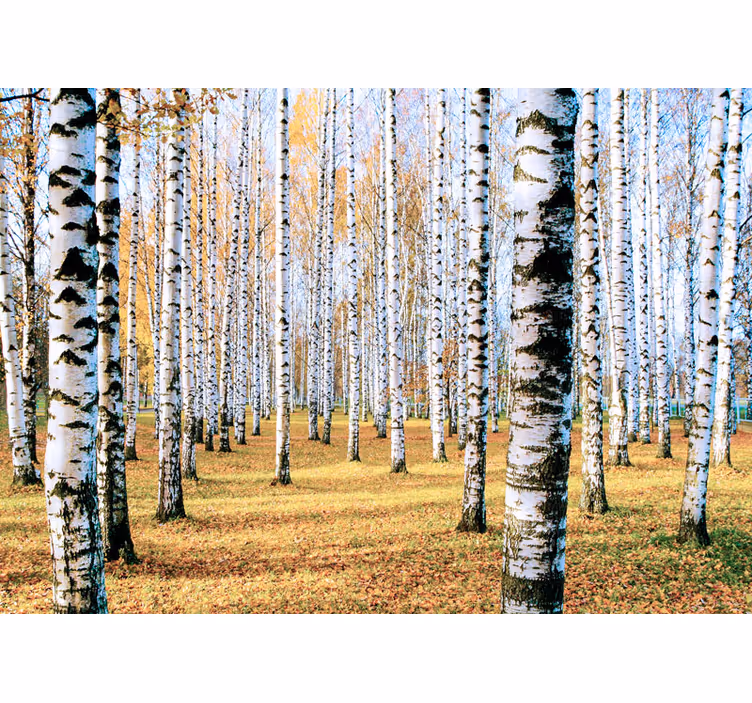 Papier peint forêt paysage de bouleaux - TenStickers