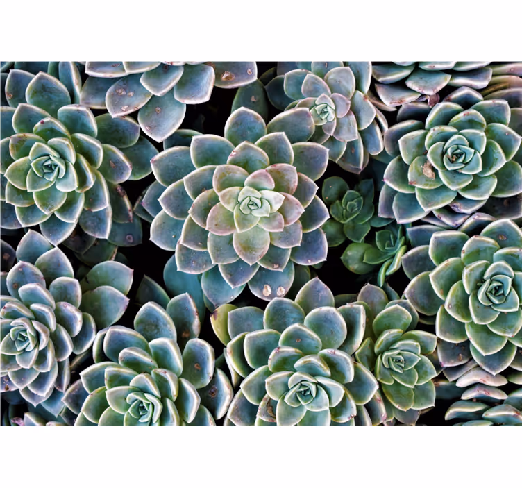 Tapisserie nature collection de plantes succulentes - TenStickers