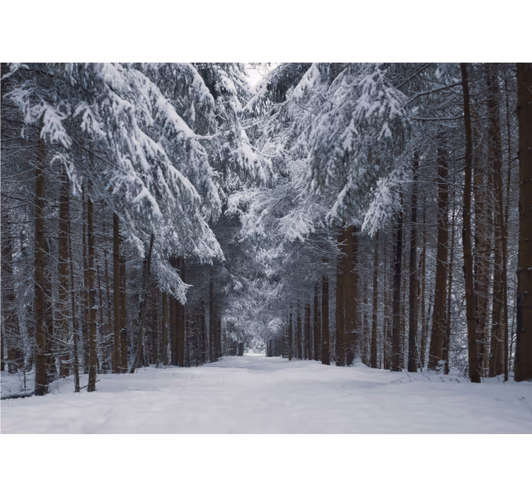 Tapisserie forêt sentier des pins enneigés - TenStickers