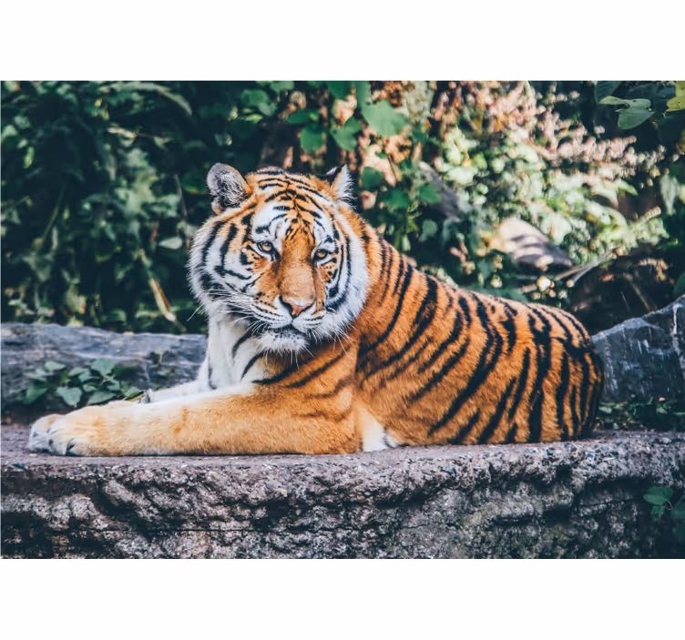 Tapisserie animaux regard majestueux du tigre - TenStickers