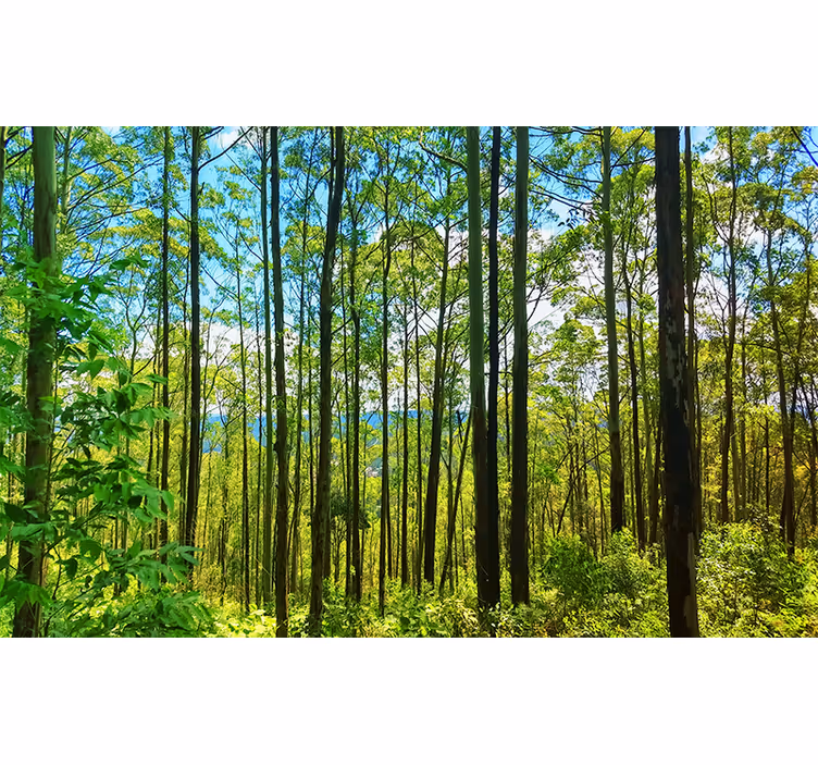 Tapisserie nature arbres verts majestueux - TenStickers