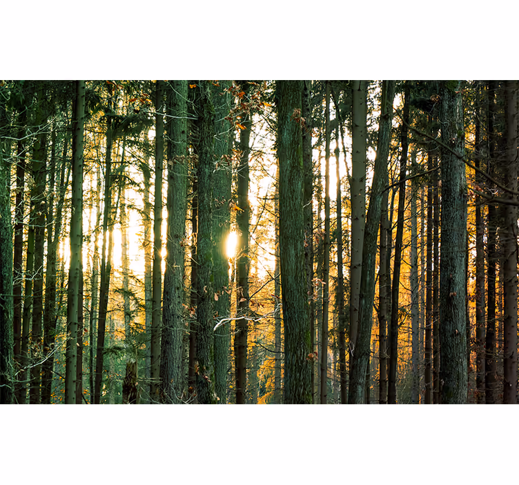 Tapisserie forêt vue radieuse sur les bois - TenStickers