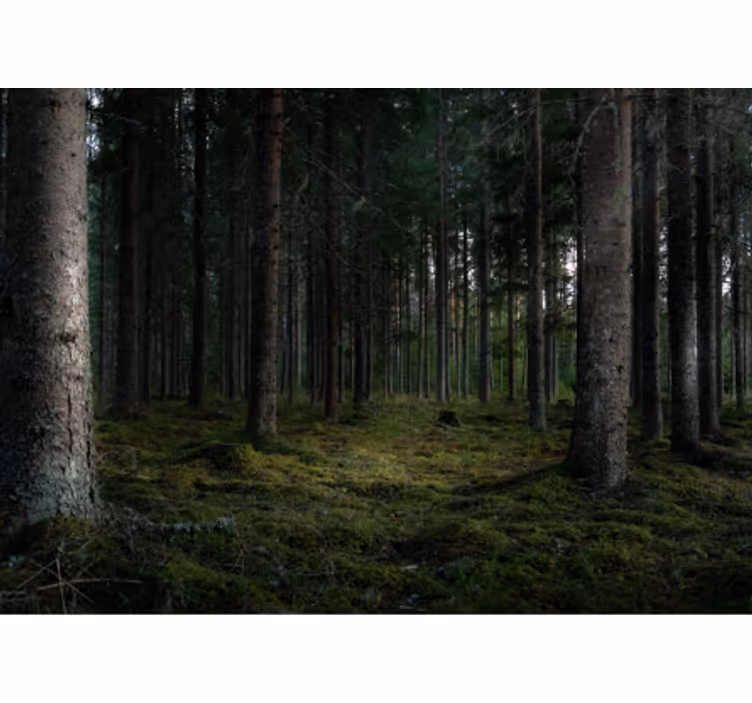 Tapisserie forêt scène de forêt luxuriante - TenStickers