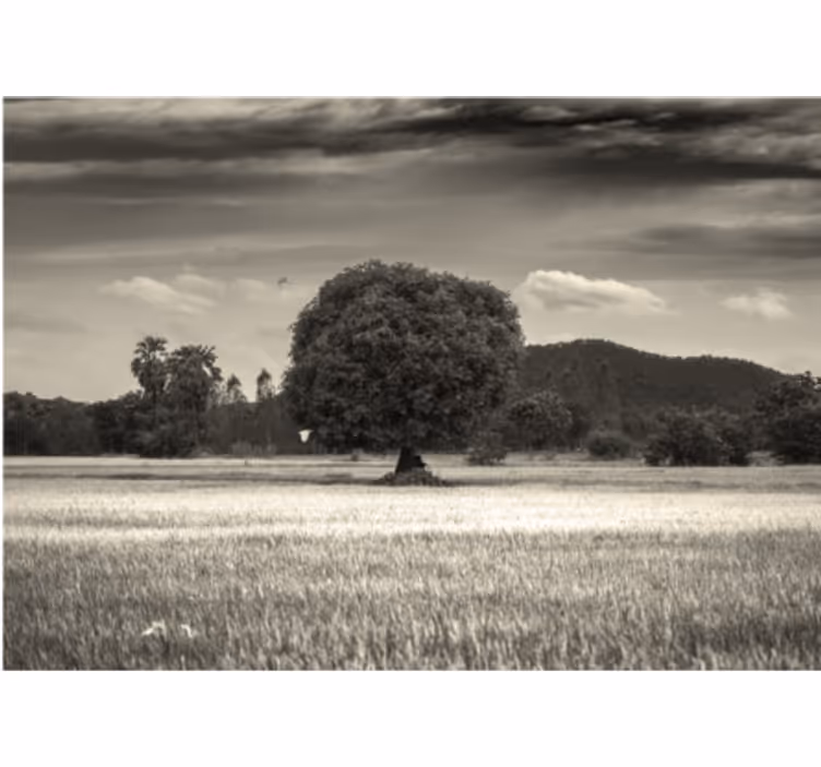 Tapisserie arbre paysage d'un arbre solitaire - TenStickers
