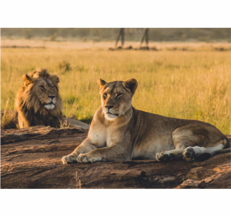 Tapisserie lion duo majestueux - TenStickers