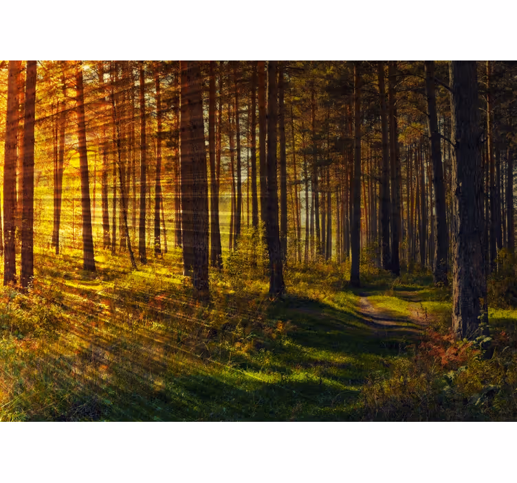 Tapisserie nature sentier forestier doré - TenStickers
