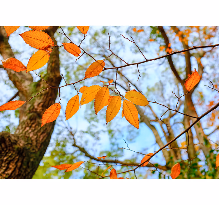 Tapisserie arbre branche de feuilles d'automne - TenStickers