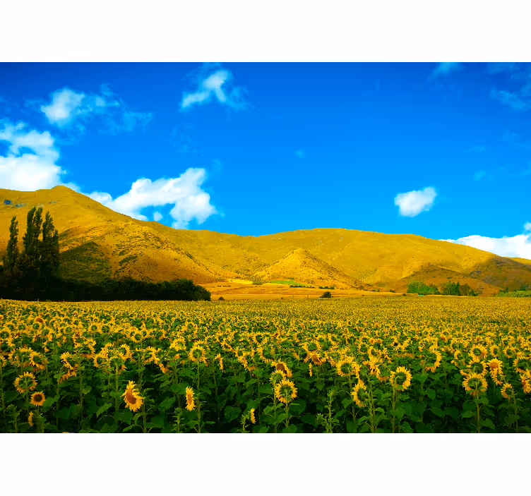 Tapisserie paysage champ de tournesols - TenStickers