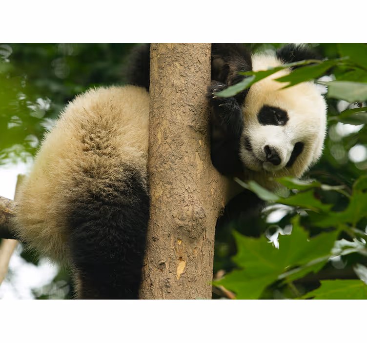 Tapisserie animaux panda grimpant à un arbre - TenStickers