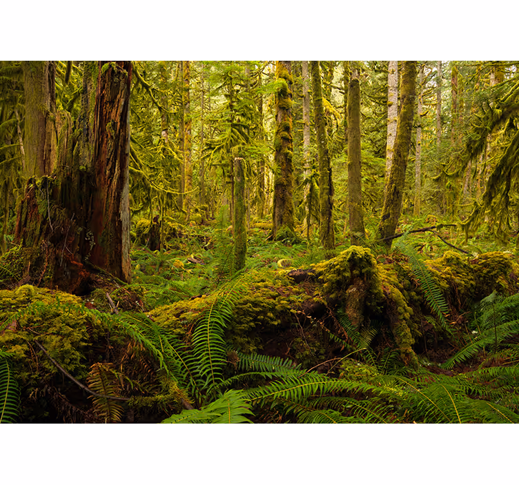 Tapisserie forêt paysage forestier luxuriant - TenStickers