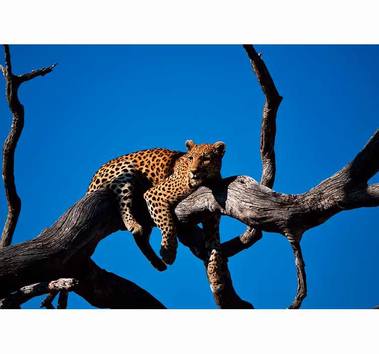 Tapisserie animaux léopard sur une branche - TenStickers