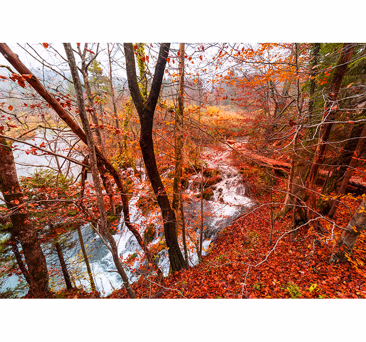 Tapisserie nature scène de forêt d'automne - TenStickers
