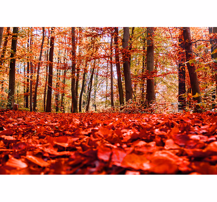 Tapisserie forêt canopée de feuilles d'automne - TenStickers
