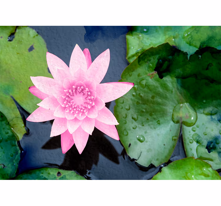 Tapisserie fleur fleur de lotus rosée - TenStickers