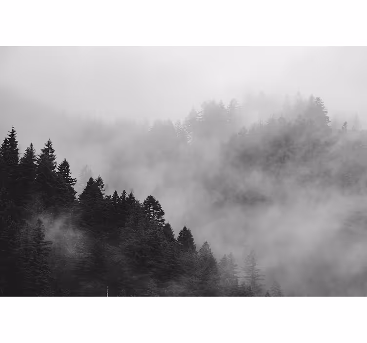 Papier peint forêt paysage forestier brumeux - TenStickers