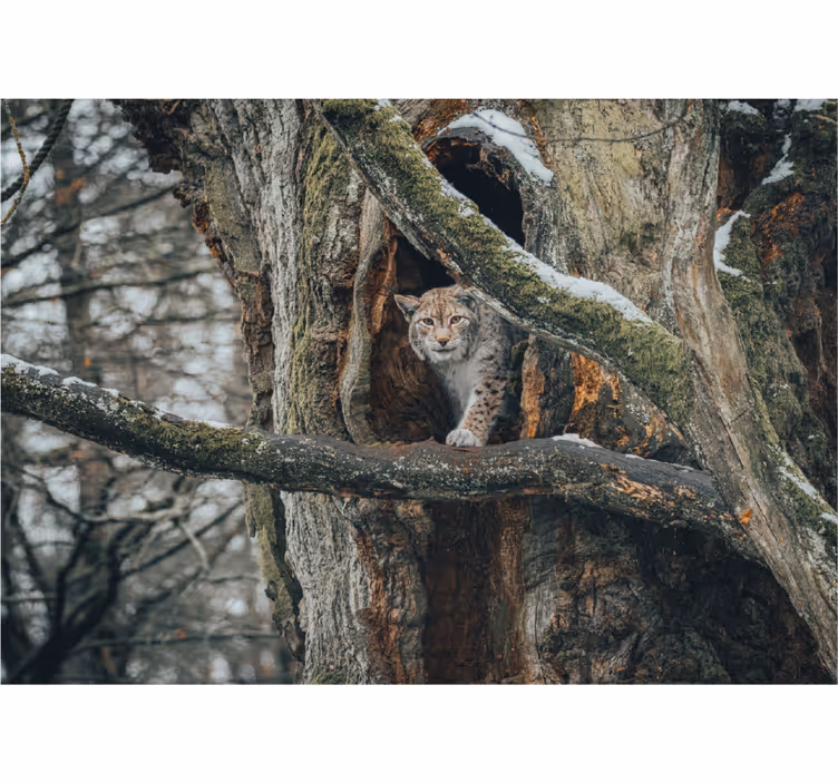 Tapisserie animaux lynx dans un arbre - TenStickers