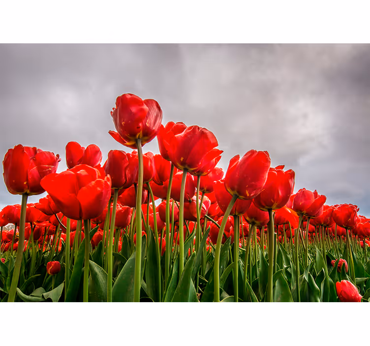 Tapisserie coquelicots champ de tulipes rouges - TenStickers