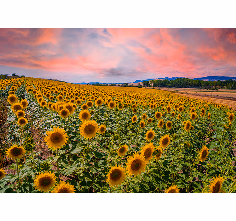 Tapisserie fleur champ de tournesols - TenStickers