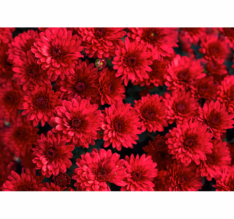 Tapisserie fleur design floral éclatant - TenStickers
