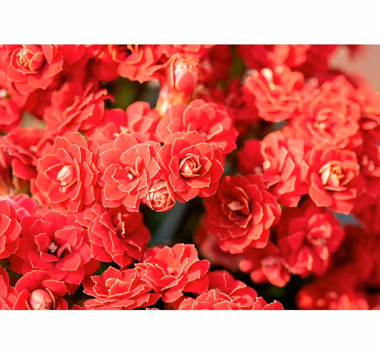 Tapisserie fleur fleurs rouges en éclosion - TenStickers