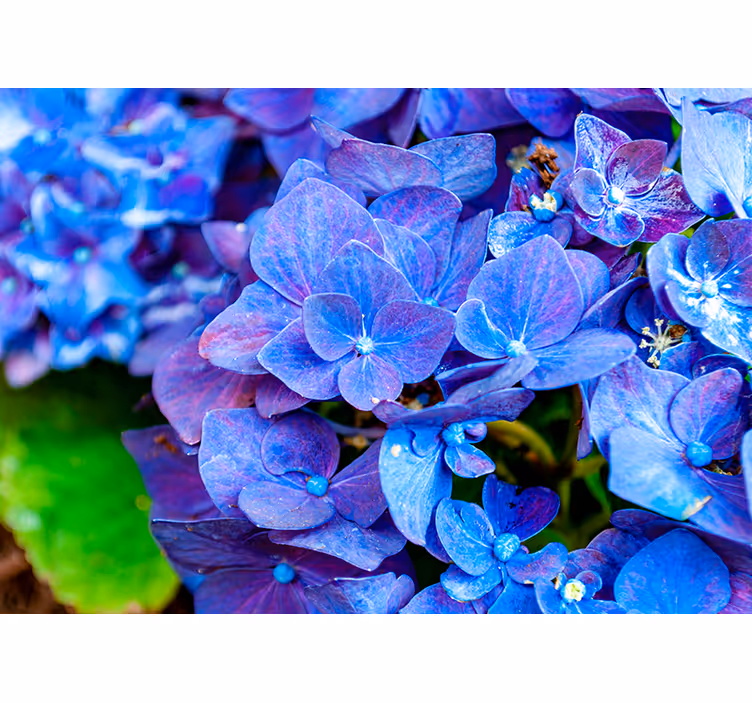 Tapisserie fleur fleurs d'hortensia vibrantes - TenStickers
