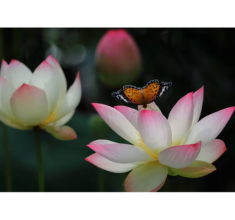Tapisserie fleur fleur de lotus Élégante - TenStickers