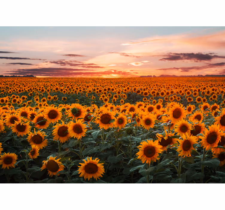 Tapisserie fleur prairie de tournesols au crépuscule - TenStickers