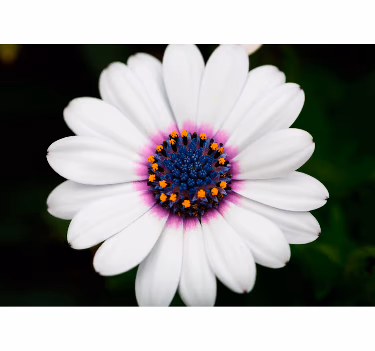 Tapisserie fleur fleur de cerisier blanc - TenStickers
