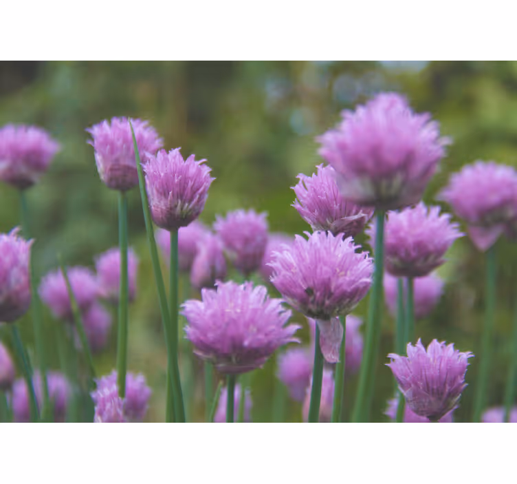 Tapisserie fleur bouquet de ciboulette fleurie - TenStickers