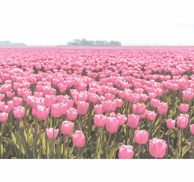 Tapisserie coquelicots champs de tulipes roses - TenStickers