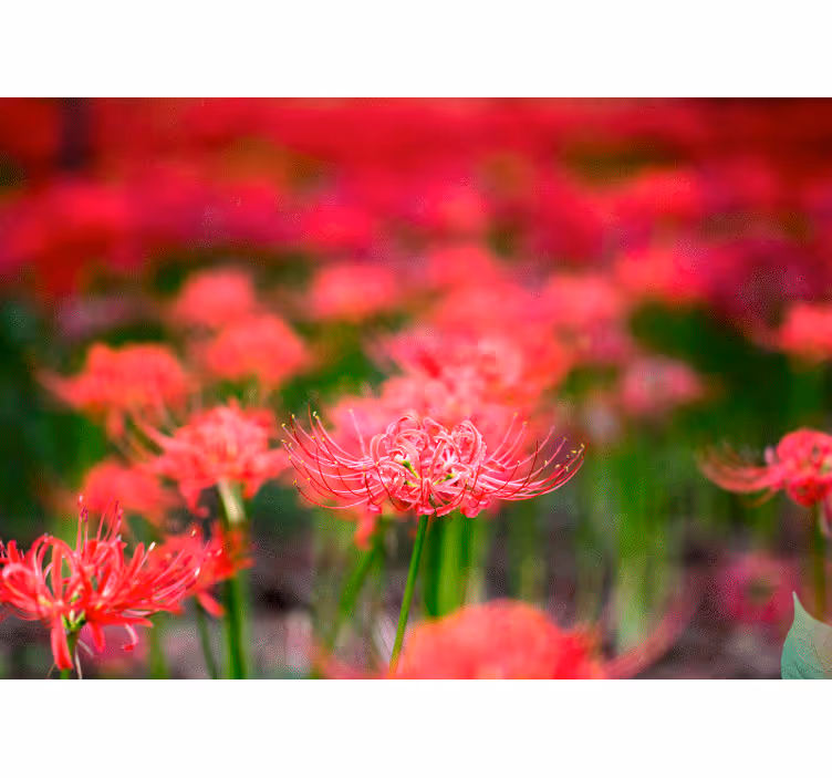 Tapisserie coquelicots fleurs écarlates vives - TenStickers
