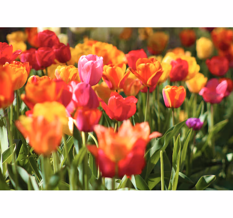 Tapisserie fleur champ de tulipes éclatantes - TenStickers