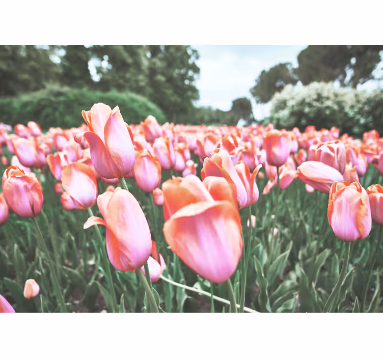 Tapisserie coquelicots champ de tulipes en fleurs - TenStickers