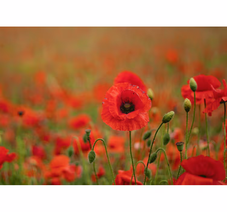 Tapisserie coquelicots fleurs de pavot vivantes - TenStickers