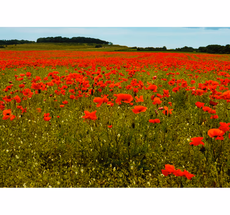 Tapisserie coquelicots champ de coquelicots vibrant - TenStickers