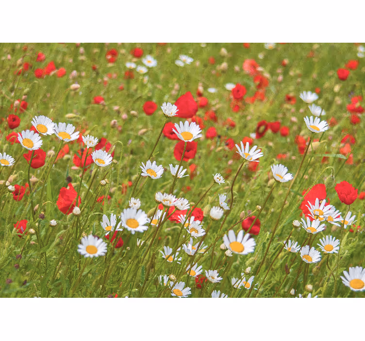 Tapisserie fleur champ de fleurs éclatantes - TenStickers