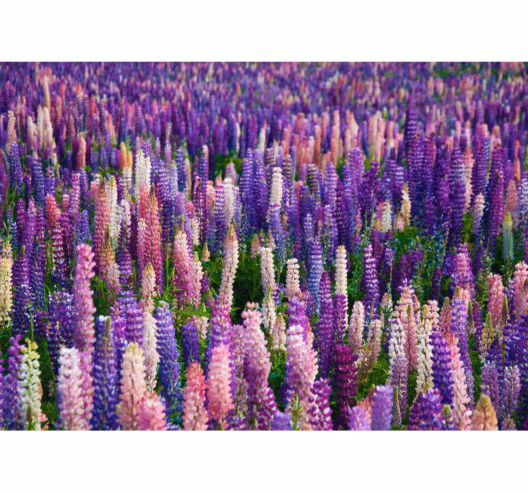 Tapisserie fleur Éclosions pourpres luxuriantes - TenStickers