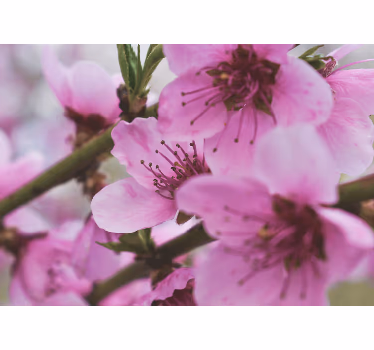 Tapisserie coquelicots fleurs roses rayonnantes - TenStickers