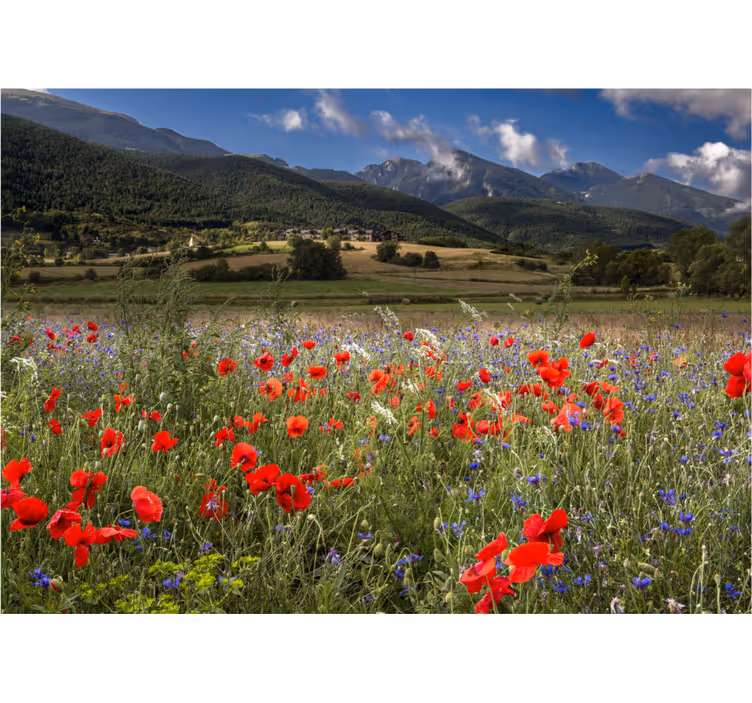 Tapisserie fleur vue sur un champ de coquelicots - TenStickers